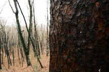 Tree bark.