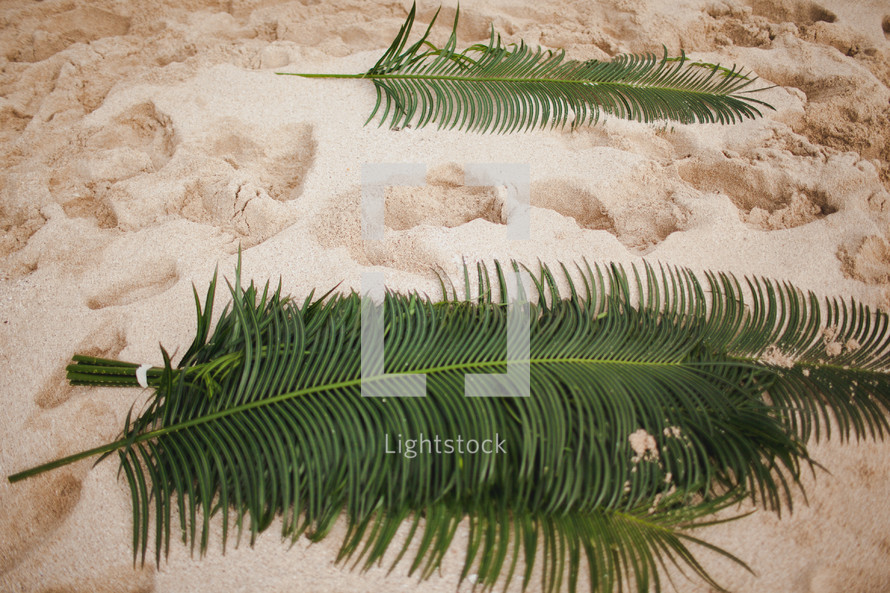 Palm leaves in the sand.