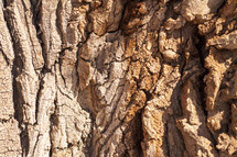 bark texture 
