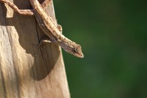 brown anole lizard on a log