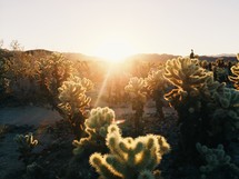 desert cactus and vegetation 