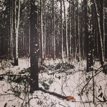 snow on a forest floor