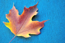 fall leaf and blue background 