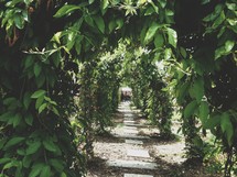  ivy covered archway 