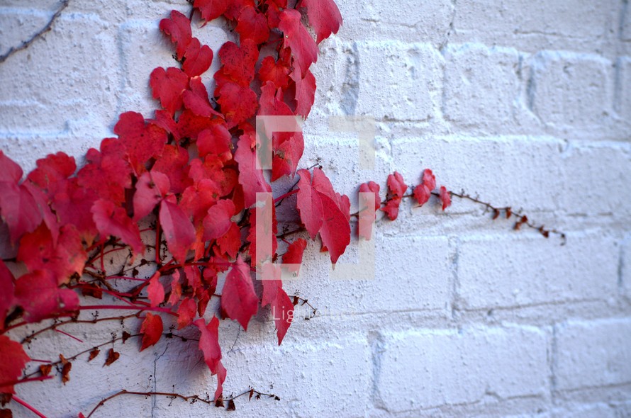 red leaves on ivy 
