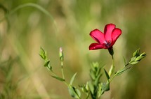 red wildflower 