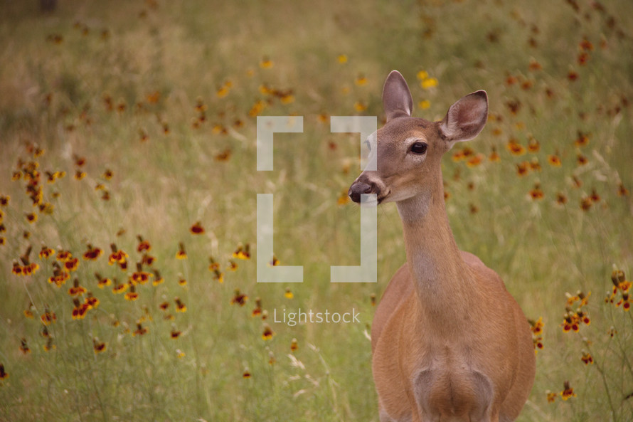 A doe in a field of wildflowers 