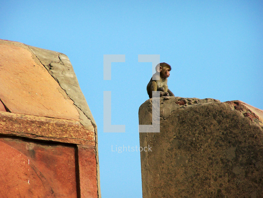 monkey at the top of a stone wall