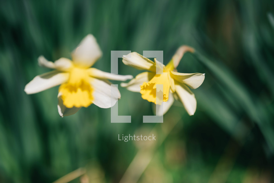 yellow narcissuses under the sunlight
