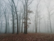 A foggy forest in the fall.