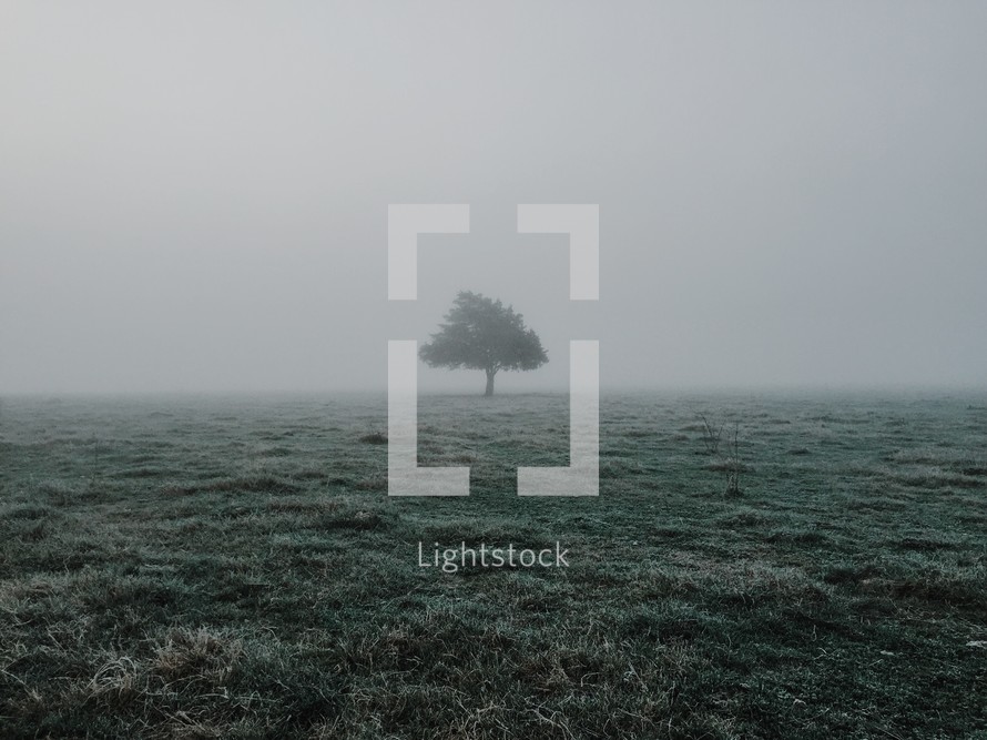 lone tree in a field surrounded by fog 
