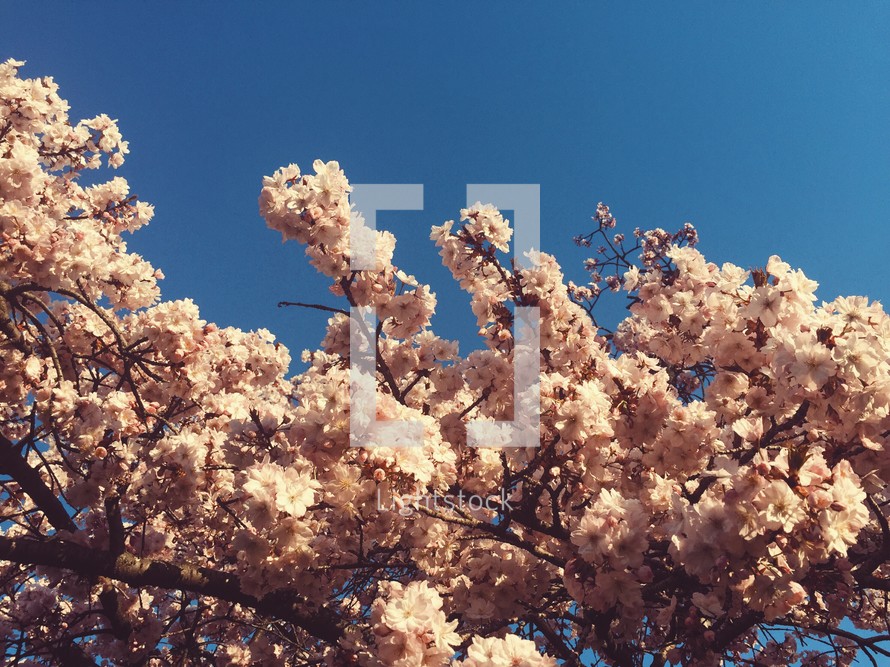 pink blossoms in a blue sky 