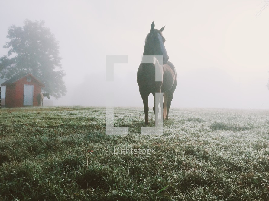 a horse standing in a foggy pasture 