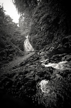 Forest creek stream