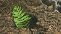 fern leaf on a rock 