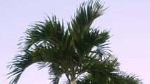 palm trees tops 