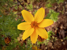 Yellow Niger Flower in the Autumn Garden
