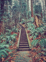 steps in a forest 