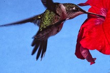 hummingbird at a flower 
