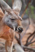 kangaroo face