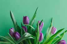 pink tulips on a green background 