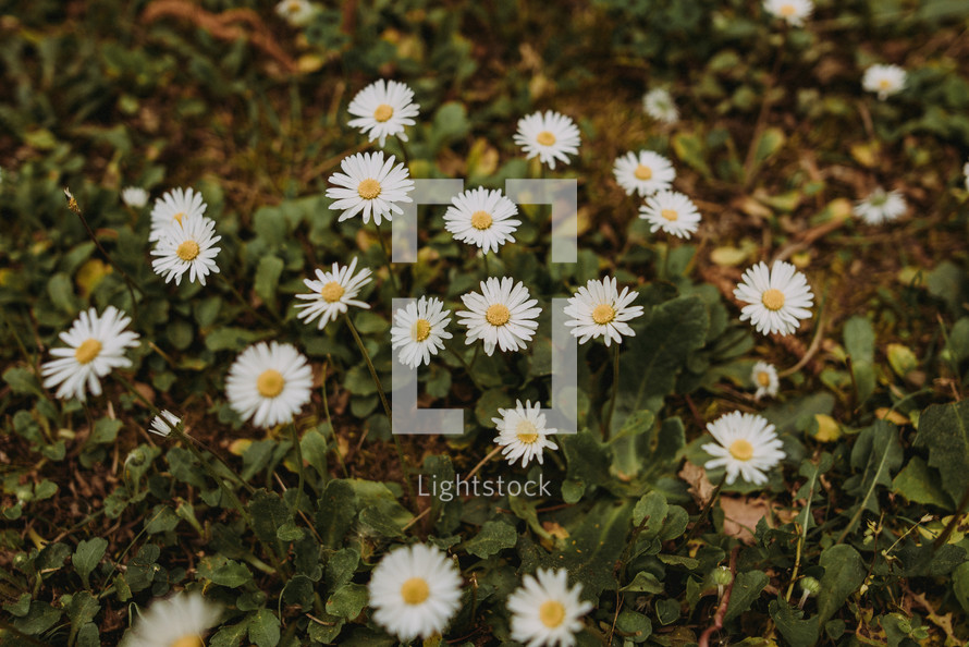white daisies on the ground 