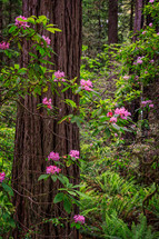 Blooming flowers cover a giant redwood tree in northern California.