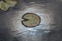 lily pad in a pond