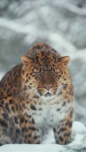 A graceful leopard in winter, facing forward with a sharp gaze