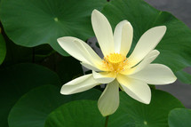 light, bright lotus blossom and green leaves in soft lighting