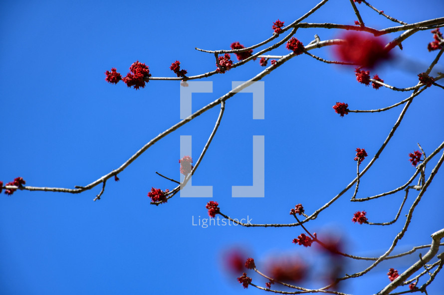 red flowers on a spring tree branch, first signs of spring 