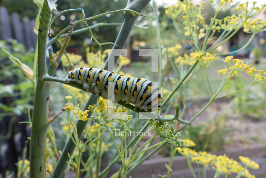 caterpillar on a flower 