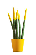 Sansevieria with yellow color. Velvet touchz is a beautiful bright plant known as the tongue of the devil and mother-in-law tongue.