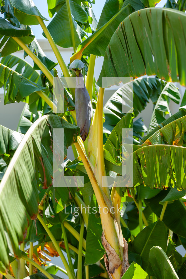 Banana tree with a large bunch of green bananas growing on it, surrounded by large green leaves