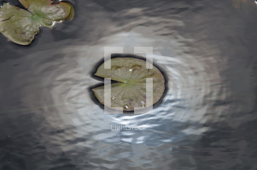 lily pad in a pond