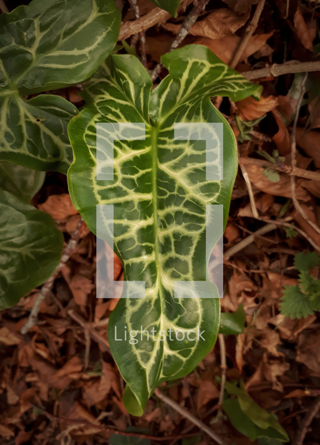 Patterned Arum Italicum Pictum Leaf