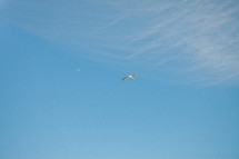 seagull in a blue sky 