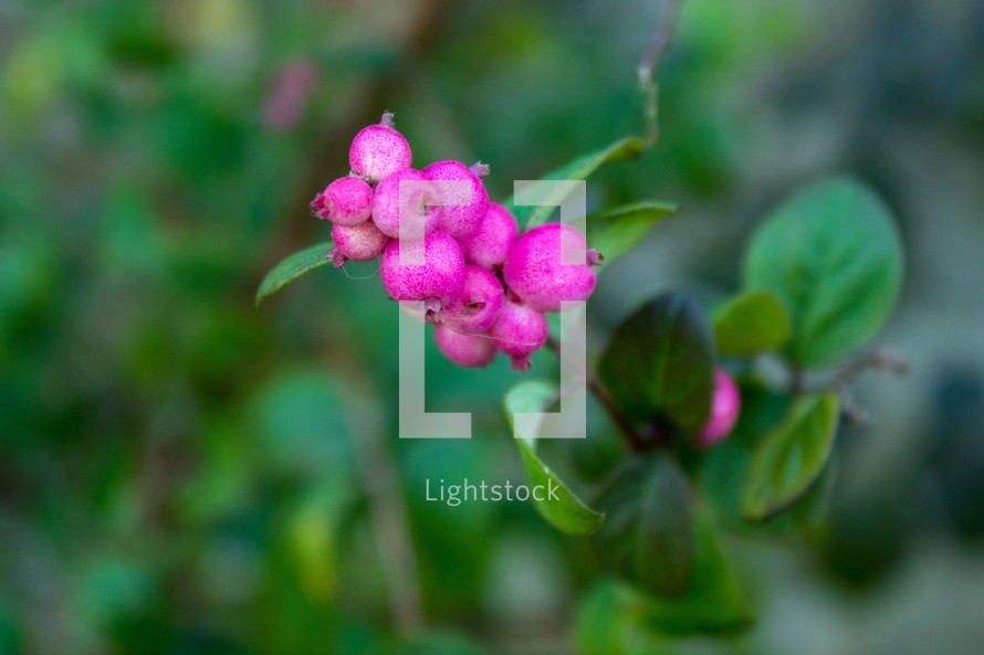 Cluster of Bright Pink Berries in the Hedge
