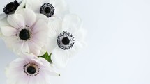 white flowers with black centers on a white background 