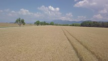 Wheat field in rural countryside nature in sunny day. Bio Farm, Green Agriculture

