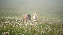 Portrait of sheep and goats on green meadow pasture in foggy nature
