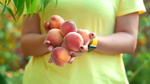 Woman Holds Lot Of Peaches In Hands And They Fall Out From Her.