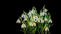Bunch of snowdrops flowers isolated on black background bloom in fresh spring time lapse
