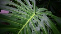 tropical leaves on plants 