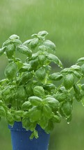 Vertical video of rain is raining on green basil herbs in blue flower pot
