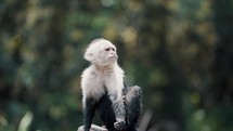 Cute Capuchin Monkey Scratching Its Arm With Feet Isolated Against Blurry Nature Background At The Zoo.