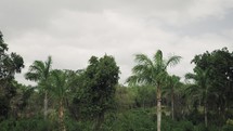 jungle landscape 