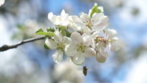 Bee pollinates a white flower in fruit tree garden in sunny spring nature slow motion
