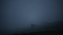 Alpine chamois eating grass in a field covered by mist in the dark