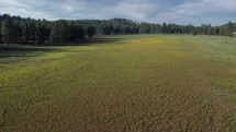 Aerial of colorful yellow folwers on a forest meadow